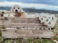 Carson Theodore- Longhaired, a male Dachshund and Miniature Dachshund for sale in Abbeville, GA – Photo 2 of 9