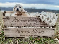 Carson Theodore- Longhaired, a male Dachshund and Miniature Dachshund for sale in Abbeville, GA – Photo 4 of 9