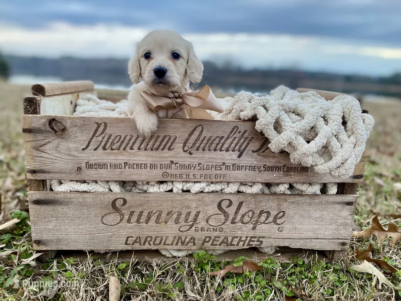 Brody Theodore- Longhaired