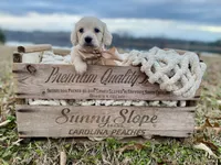 Carson Theodore- Longhaired, a male Dachshund and Miniature Dachshund for sale in Abbeville, GA – Photo 1 of 9