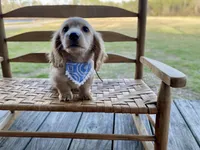 Cedar Oakley- Longhaired, a male Dachshund and Miniature Dachshund for sale in Abbeville, GA – Photo 5 of 10