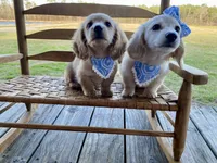 Cedar Oakley- Longhaired, a male Dachshund and Miniature Dachshund for sale in Abbeville, GA – Photo 3 of 10