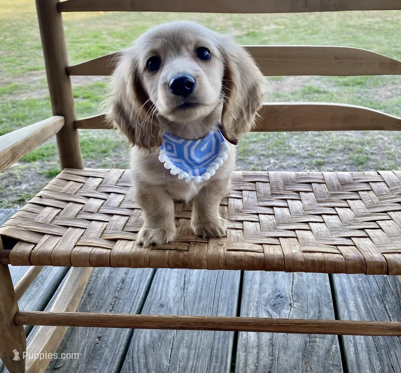 Cedar Oakley- Longhaired, a male Dachshund and Miniature Dachshund for sale in Abbeville, GA – Photo 1 of 10