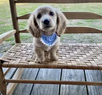 Cedar Oakley- Longhaired, a male Dachshund and Miniature Dachshund for sale in Abbeville, GA – Photo 1 of 10