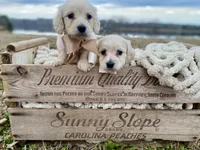 Carson Theodore- Longhaired, a male Dachshund and Miniature Dachshund for sale in Abbeville, GA – Photo 7 of 9