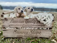 Carson Theodore- Longhaired, a male Dachshund and Miniature Dachshund for sale in Abbeville, GA – Photo 6 of 9