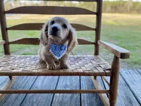 Cedar Oakley- Longhaired, a male Dachshund and Miniature Dachshund for sale in Abbeville, GA – Photo 2 of 10