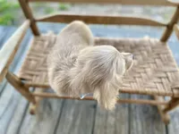 Cedar Oakley- Longhaired, a male Dachshund and Miniature Dachshund for sale in Abbeville, GA – Photo 6 of 10