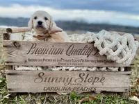 Carson Theodore- Longhaired, a male Dachshund and Miniature Dachshund for sale in Abbeville, GA – Photo 5 of 9