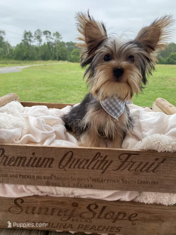 Mr. Furby  – Yorkshire Terrier puppy for sale in Abbeville, GA
