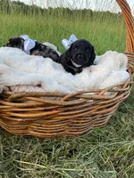 Grizzly , a male Dachshund and Miniature Dachshund for sale in Rochelle, GA – 7 of 10