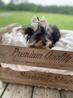 Addie Grace, a female Yorkshire Terrier for sale in Abbeville, GA – 4 of 10