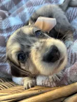 Sebastian, a male Dachshund and Miniature Dachshund for sale in Rochelle, GA – 5 of 9