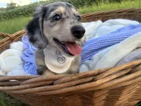 Sebastian, a male Dachshund and Miniature Dachshund for sale in Rochelle, GA – 4 of 10