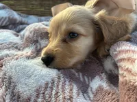 Oakley, a male Miniature Dachshund for sale in Rochelle, GA – 2 of 10