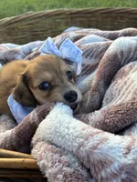 Tiny, a female Dachshund and Miniature Dachshund for sale in Rochelle, GA – 4 of 10