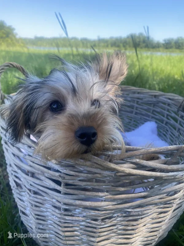 Theodore Teddy – Yorkshire Terrier puppy for sale in Abbeville, GA