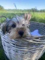 Theodore Teddy, a male Yorkshire Terrier for sale in Abbeville, GA – 1 of 7