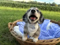 Sebastian, a male Dachshund and Miniature Dachshund for sale in Rochelle, GA – 3 of 10