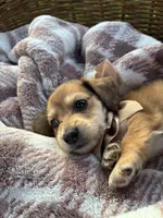Jasper, a male Dachshund and Miniature Dachshund for sale in Rochelle, GA – 2 of 8
