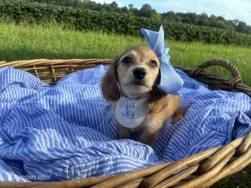 Luna(Tiny) – Dachshund, Miniature Dachshund puppy for sale in Rochelle, GA