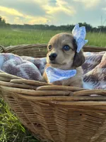 Tiny, a female Dachshund and Miniature Dachshund for sale in Rochelle, GA – 3 of 10