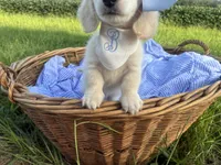 Snowball, a female Dachshund and Miniature Dachshund for sale in Rochelle, GA – 2 of 8