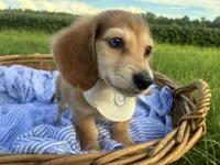 Jasper, a male Dachshund and Miniature Dachshund for sale in Rochelle, GA – 2 of 9