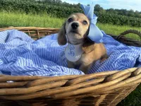 Luna(Tiny), a female Dachshund and Miniature Dachshund for sale in Rochelle, GA – 2 of 9