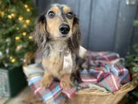 Isa Belle- AKC LH, a female Dachshund and Miniature Dachshund for sale in Abbeville, GA – Photo 8 of 10