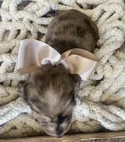 Isa Belle- AKC LH, a female Dachshund and Miniature Dachshund for sale in Abbeville, GA – Photo 7 of 10