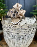 Isa Belle- AKC LH, a female Dachshund and Miniature Dachshund for sale in Abbeville, GA – Photo 2 of 10