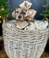 Isa Belle- AKC LH, a female Dachshund and Miniature Dachshund for sale in Abbeville, GA – Photo 1 of 10