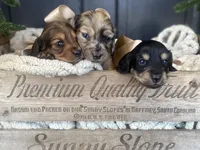 Isa Belle- AKC LH, a female Dachshund and Miniature Dachshund for sale in Abbeville, GA – Photo 6 of 10