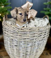 Isa Belle- AKC LH, a female Dachshund and Miniature Dachshund for sale in Abbeville, GA – Photo 4 of 10