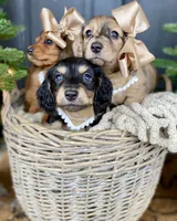 Isa Belle- AKC LH, a female Dachshund and Miniature Dachshund for sale in Abbeville, GA – Photo 3 of 10