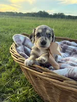 Sebastian, a male Dachshund and Miniature Dachshund for sale in Rochelle, GA – 4 of 9