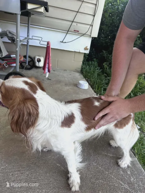 Jack – Cavalier King Charles Spaniel puppy for sale in Abbeville, GA