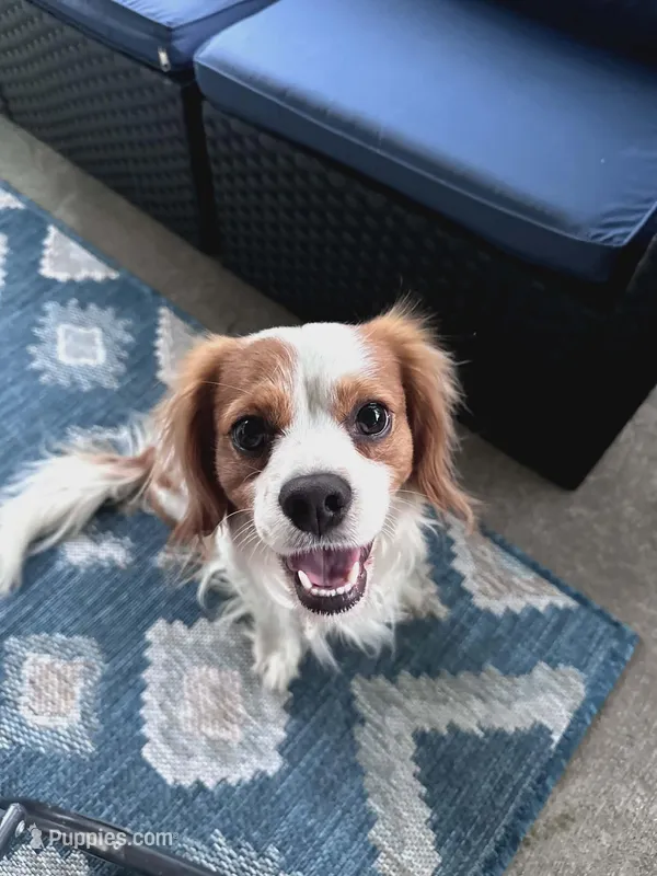 Jack – Cavalier King Charles Spaniel puppy for sale in Abbeville, GA