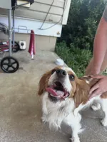 Jack, a male Cavalier King Charles Spaniel for sale in Abbeville, GA – Photo 2 of 2