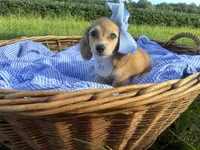 Luna(Tiny), a female Dachshund and Miniature Dachshund for sale in Rochelle, GA – 3 of 9