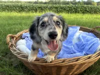 Sebastian, a male Dachshund and Miniature Dachshund for sale in Rochelle, GA – 6 of 10