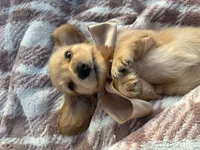 Oakley, a male Miniature Dachshund for sale in Rochelle, GA – 3 of 10