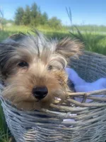 Theodore Teddy, a male Yorkshire Terrier for sale in Abbeville, GA – 4 of 7