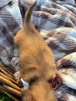Tiny, a female Dachshund and Miniature Dachshund for sale in Rochelle, GA – 9 of 10