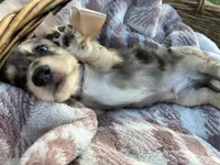 Sebastian, a male Dachshund and Miniature Dachshund for sale in Rochelle, GA – 6 of 9