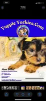 Bella, a female Yorkshire Terrier for sale in Atlanta, GA – Photo 2 of 2