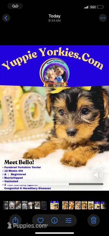 Bella – Yorkshire Terrier puppy for sale in Atlanta, GA