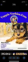 Bella, a female Yorkshire Terrier for sale in Atlanta, GA – Photo 1 of 2