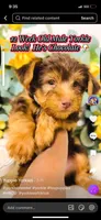 Bryson, a male Yorkshire Terrier for sale in Atlanta, GA – Photo 2 of 2